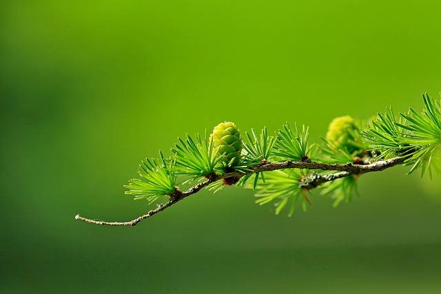 Le vert : synonyme de croissance, de nature et d’harmonie