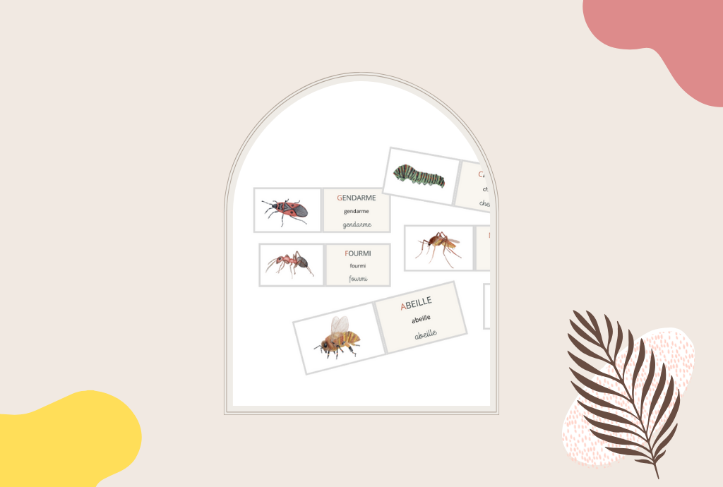 Flashcard lecture des insectes